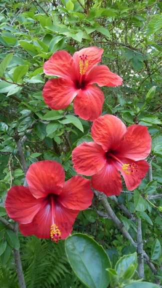Hibiscus  Camdenii