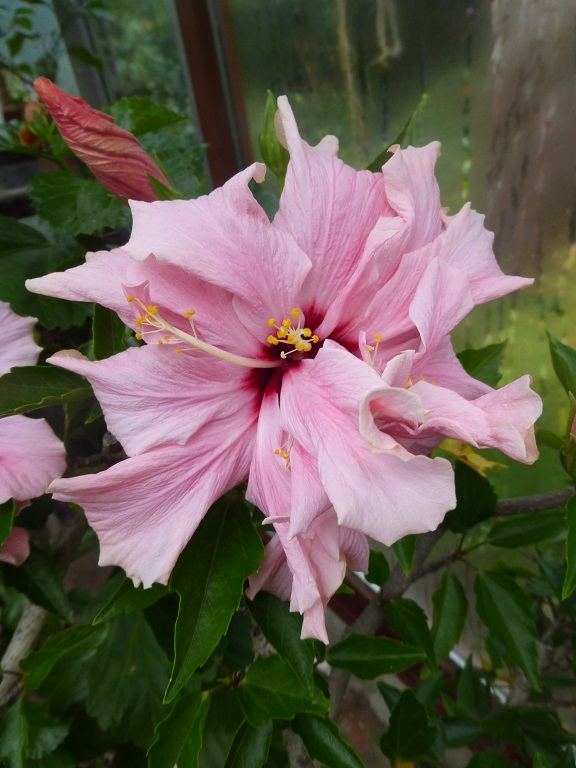 Hibiscus Annelie
