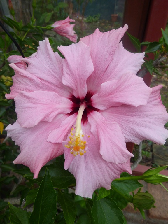 Hibiscus Annelie