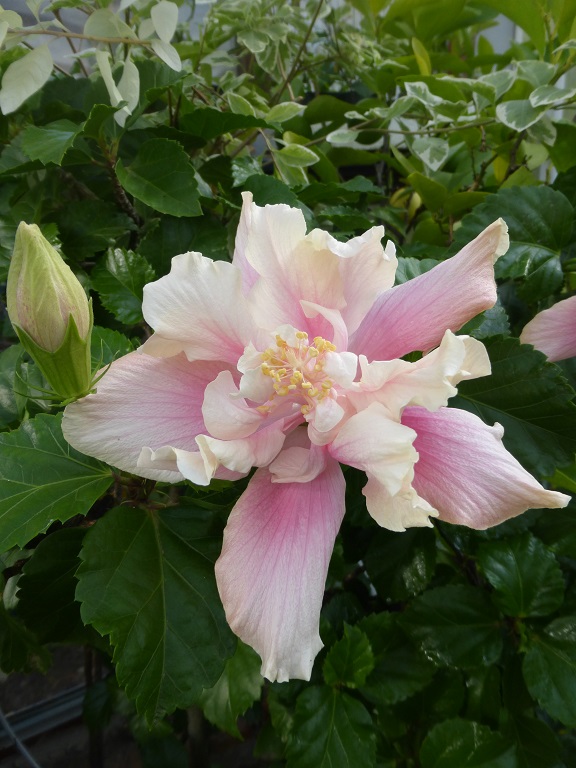 Hibiscus White Kalakua