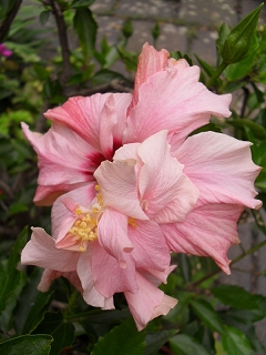Hibiscus Annelie (Camilla)