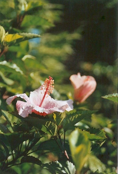 Hibiskus Rosa Chinensis