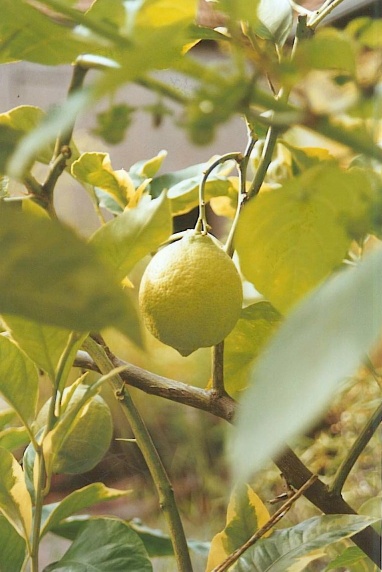 Zitronen wie in Italien
